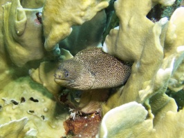 Goldentail Moray Eel IMG 7041